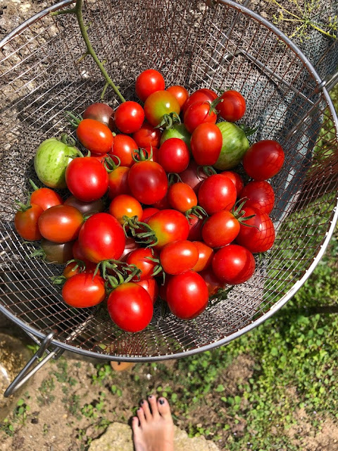 フランスとイタリアのトマトを収穫。 Italian tomato grow in Japan.