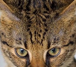 Savannah Cat vs Bengal Cat Personality, Size, Lifespan, Price