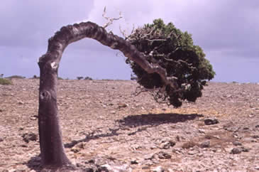 CuentosDeDonCoco.Com: EL ÁRBOL TORCIDO - CUENTOS