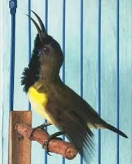 Cara Membedakan Burung Kolibri Sogon Jantan dan Betina