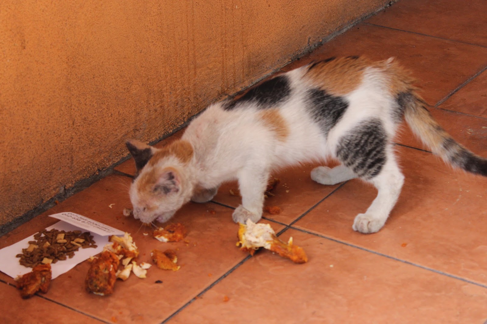 Cat's Kingdom Feeding The Stray Cats