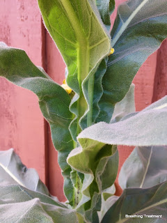 Verbascum thapsus, common mullein, wooly mullein, great mullein, mullein, Jacob's staff, flannel leaf, velvet plant, candlewick plant, lung wort, felt wort 