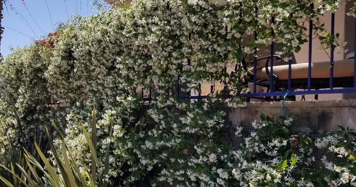 The 2 Minute Gardener Photo Star Jasmine on Fence (Trachelospermum