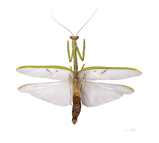 Stagmatoptera flavipennis - Muséum de Toulouse