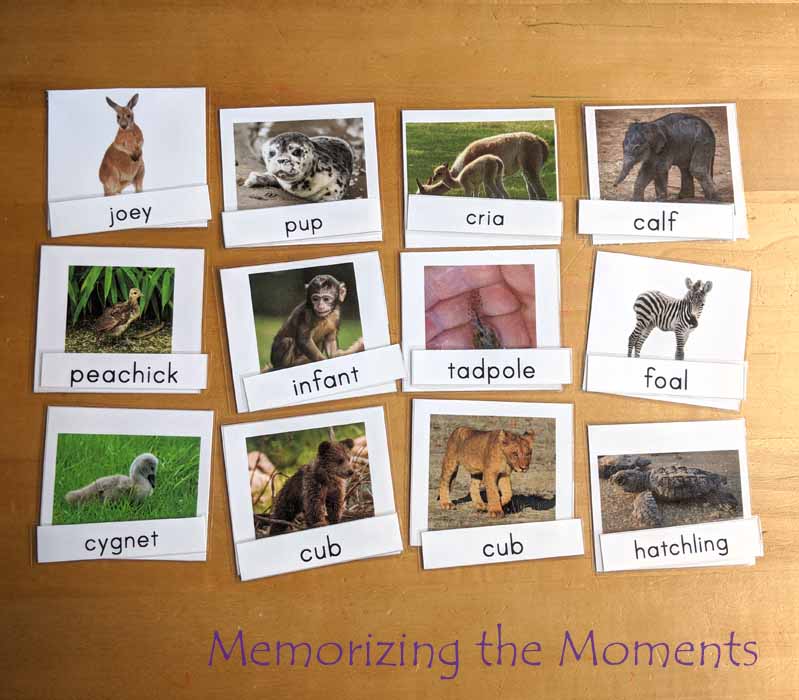 Memorizing The Moments Wild Animal Baby Names Printables Memorizing The Moments Wild Animal Baby Names Printables