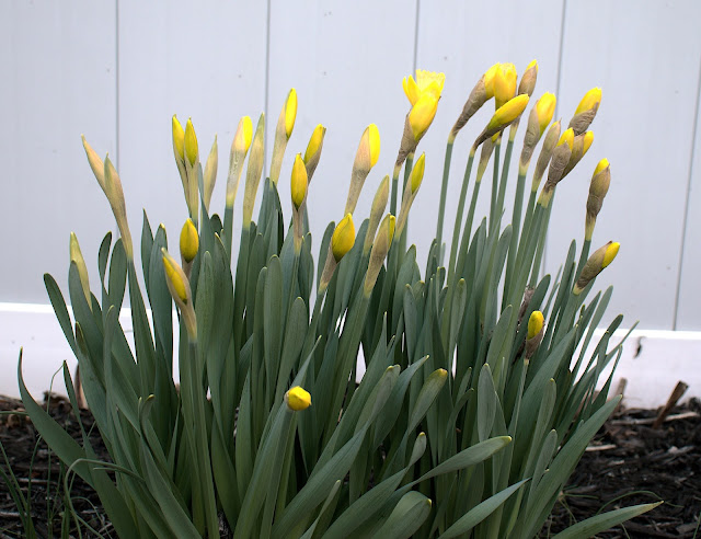 Day 1 A cluster of daffodils with unblossomed buds.