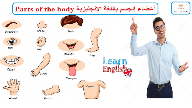 أعضاء الجسم باللغة الانجليزية,parts of the body,أعضاء الجسم بالانجليزي,أعضاء الجسم,body parts,اللغة الانجليزية,