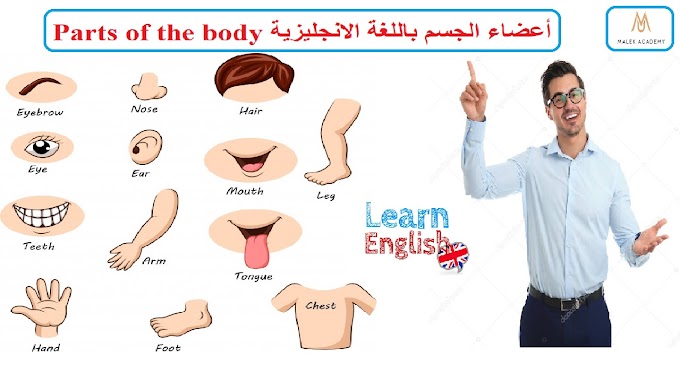  أعضاء الجسم باللغة الانجليزية Parts of the body