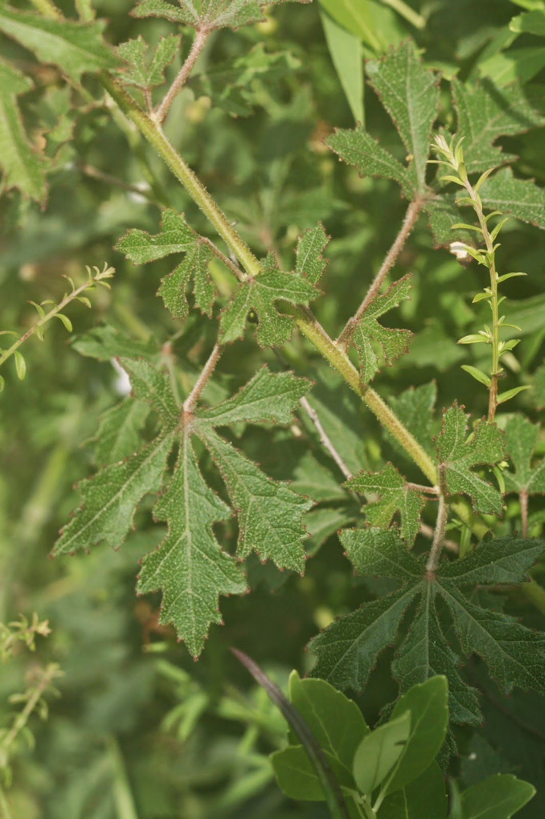 Native Florida Wildflowers Pineland Hibiscus Hibiscus aculeatus
