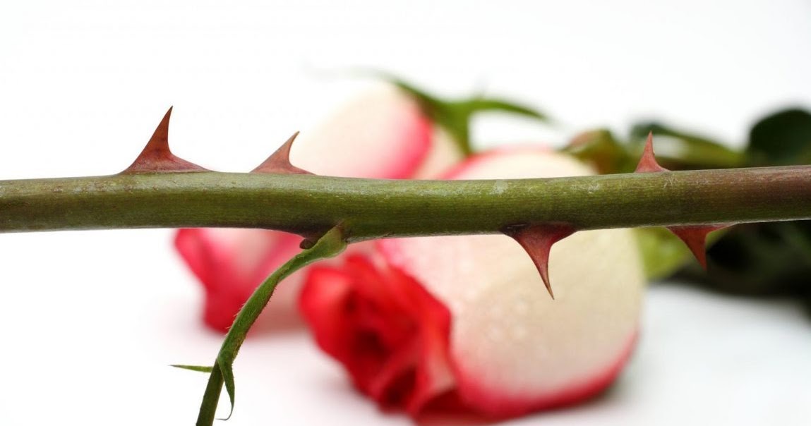 Without Thorns, There Would Be No Roses Murphys Mom