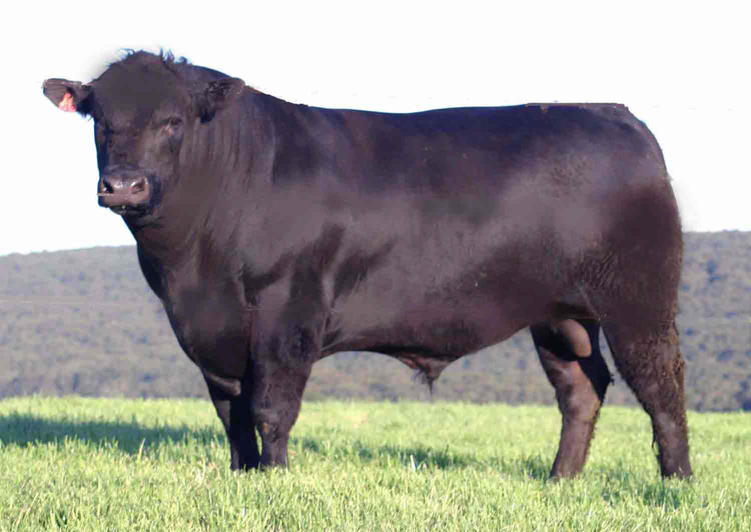 Semper Grazing Ranch Beef Cattle