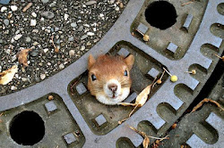 Read the BARNET CORPORATE PLAN, or the stuck squirrel gets it.