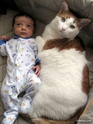 Cute Baby Fat Cat  5
