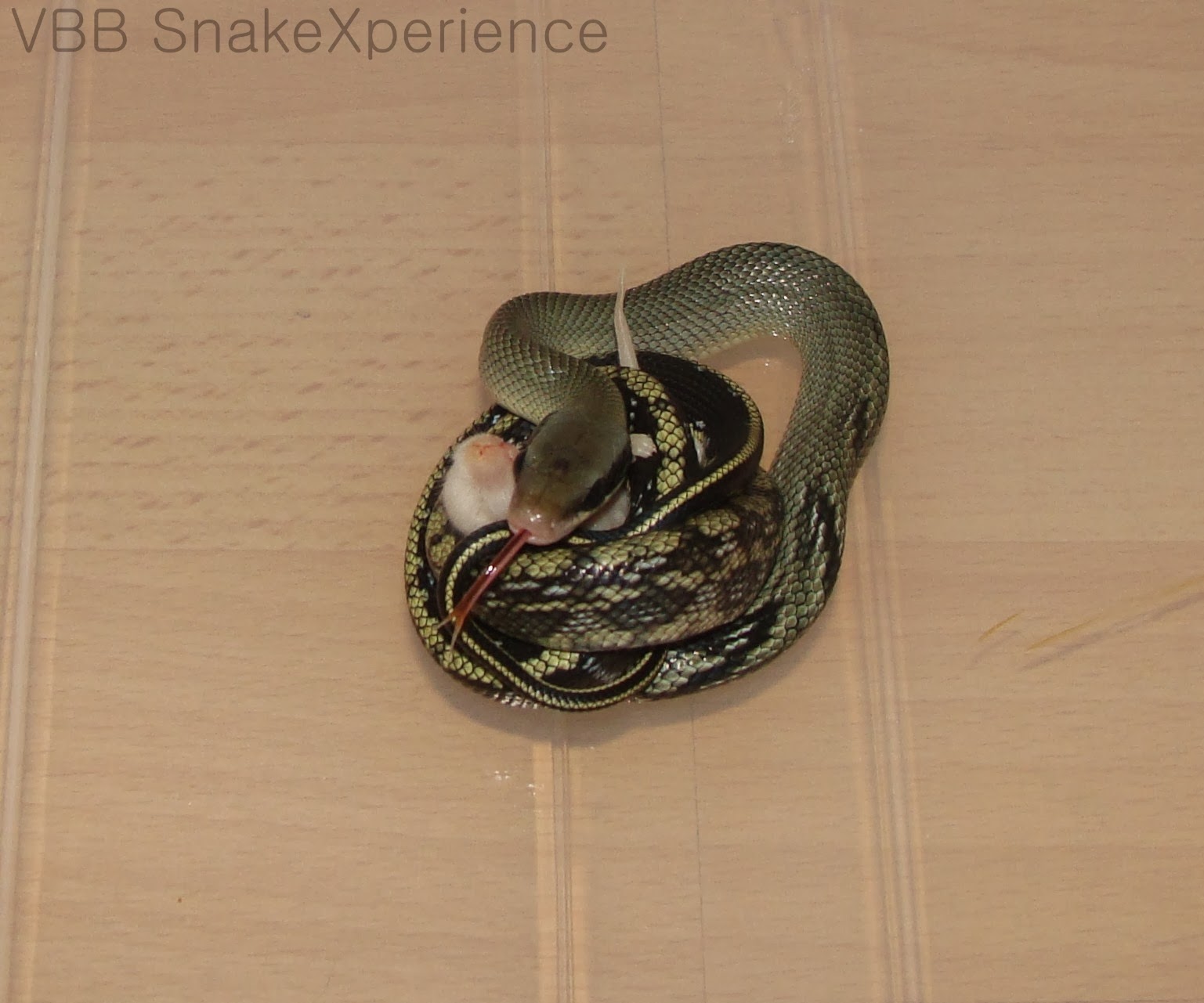 The Vietnamese Blue Beauty snake blog How to get my Vietnamese Blue