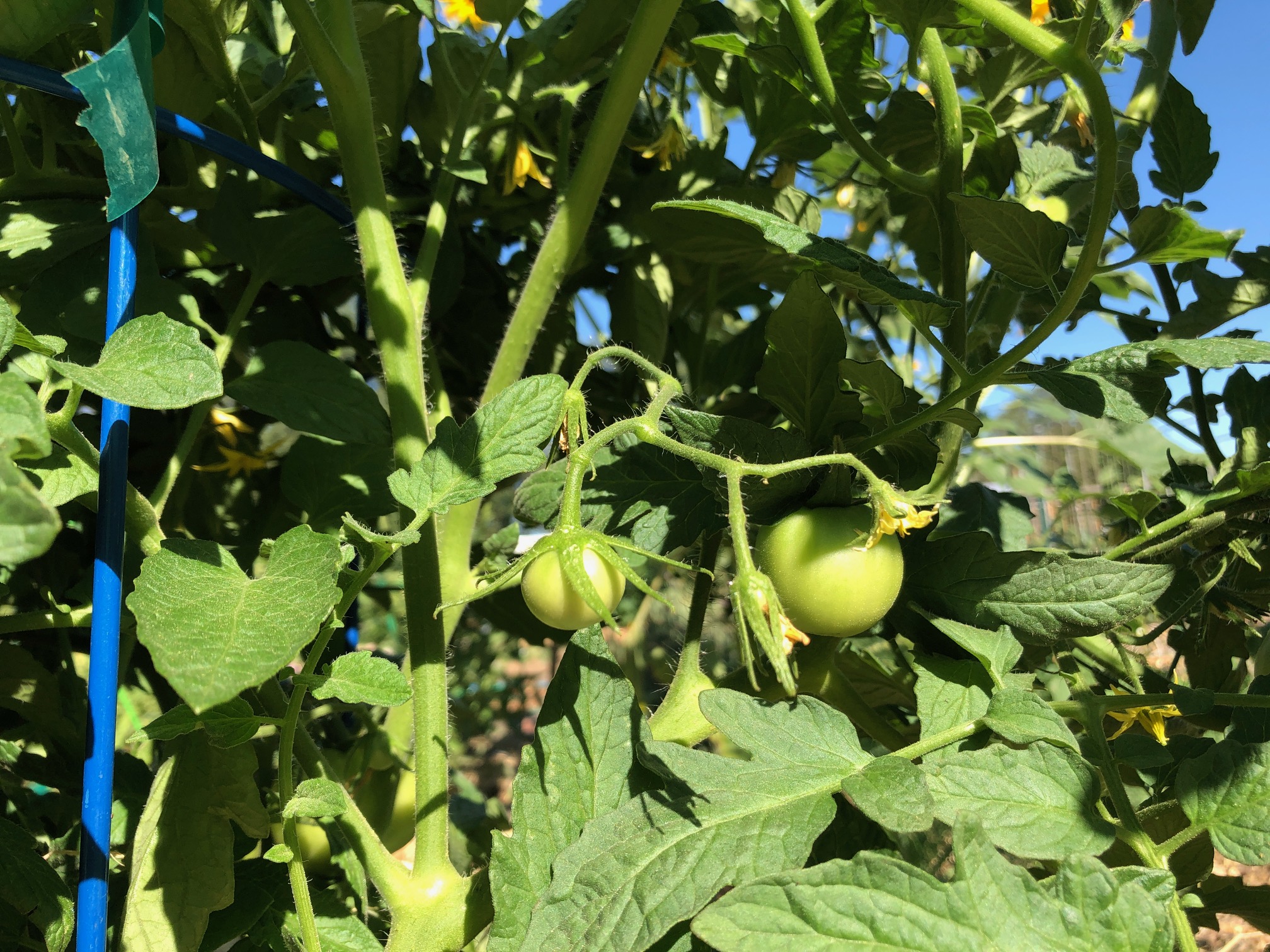 Sacramento Digs Gardening Hot tomato! Tips to survive a heat wave