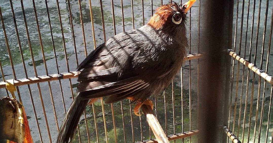 Download Gambar Burung Trucukan Download Gambar Burung