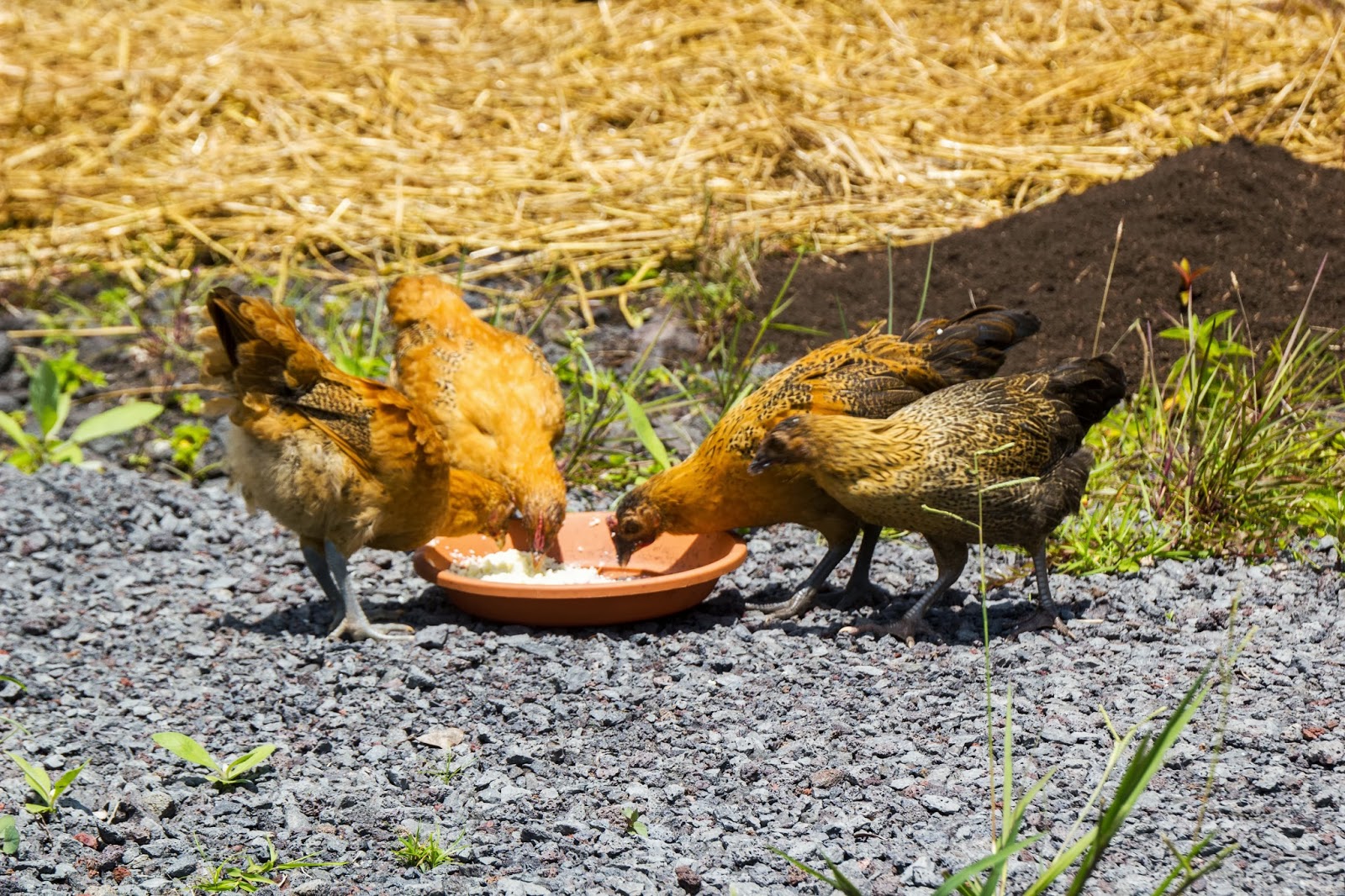 Big Island Living Concrete forms & chickens