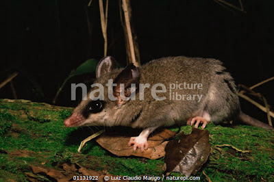 Marmosa esbelta gris (Marmosops incanus)