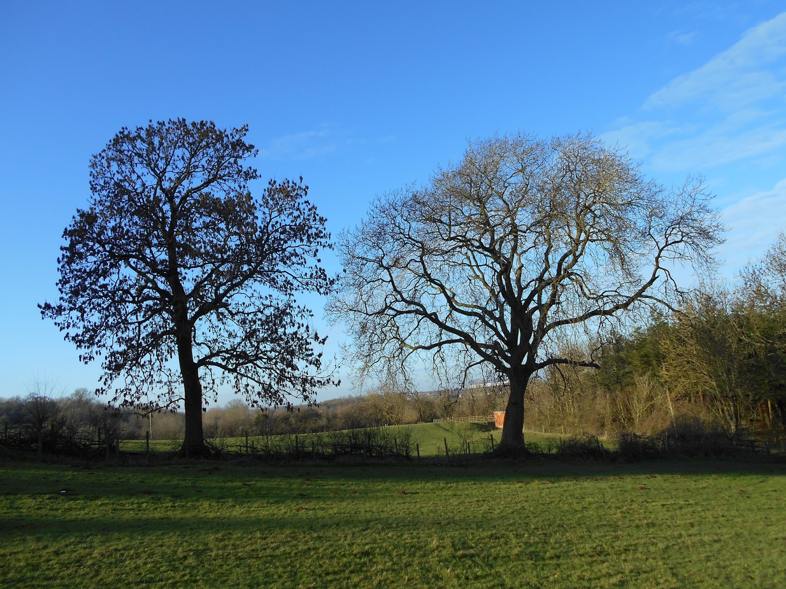 Tony's Blog The Ash Tree