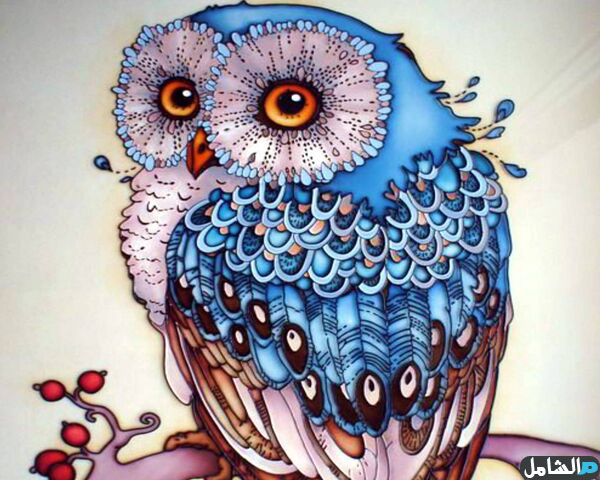 اجمل بومة اجمل بومة