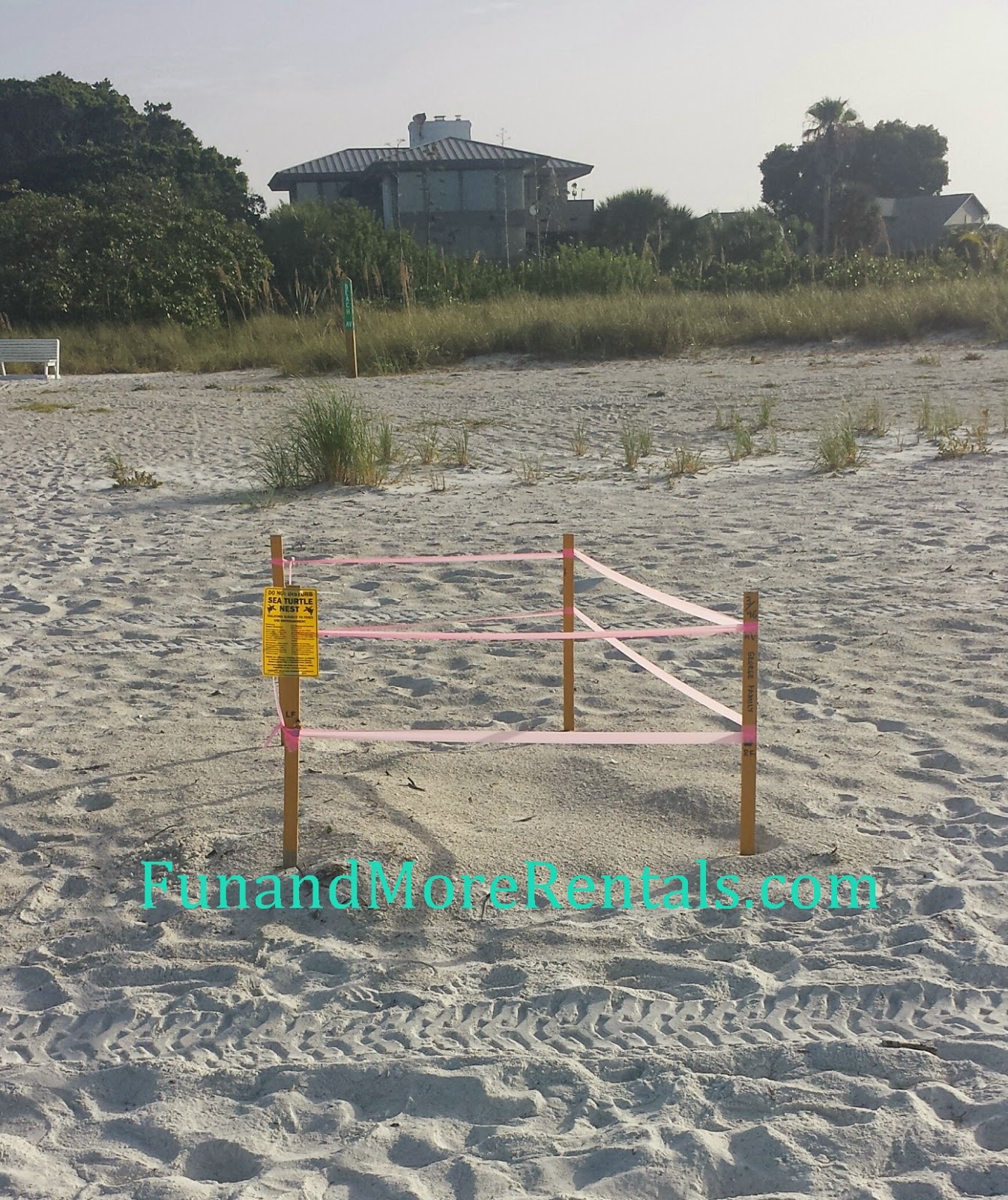 Anna Maria Island Sea Turtles
