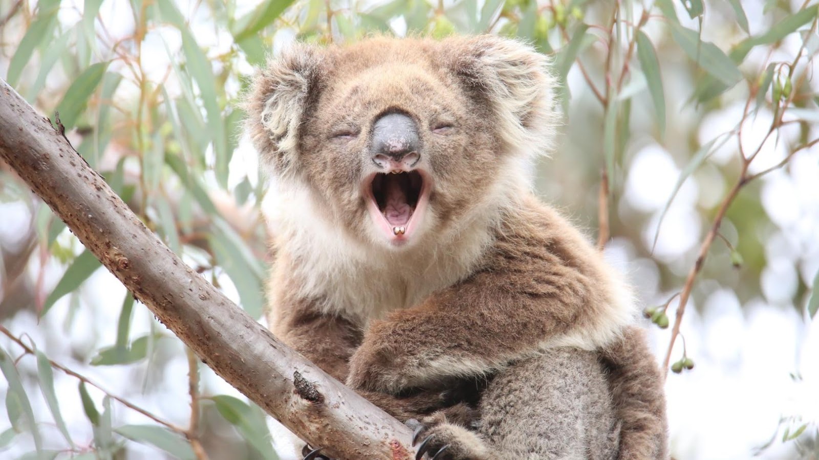 Красная коала. Коала бегает. Утконос и коала. Милые но опасные животные. Коала кенгуру Утконос.