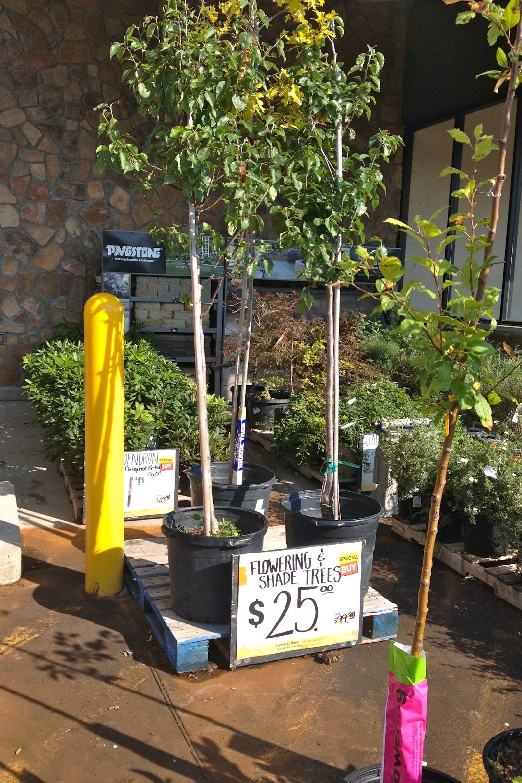 DIY Why Spend More 75 off select trees at Home Depot
