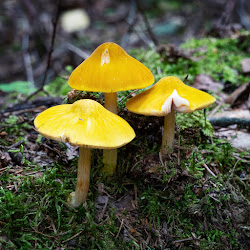 Грибы: грибные места, где собирать грибы