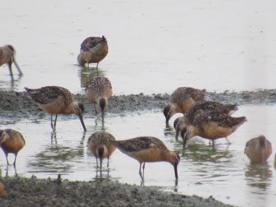 Sacramento National Wildlife Refuge auto tour