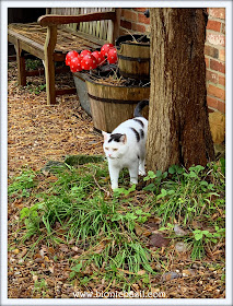 Smooch's Courtyard Excursion ©BionicBasil® The Pet Parade 329