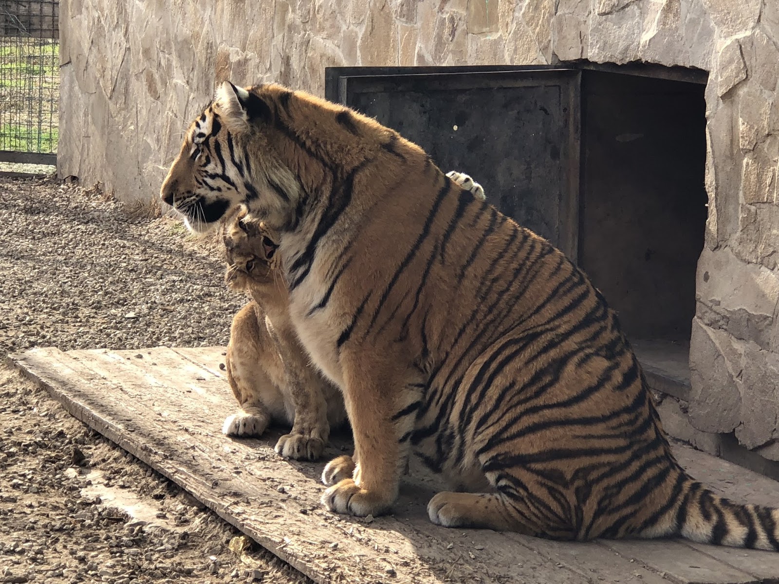 Блог Олега Зубкова Диалог льва и тигра