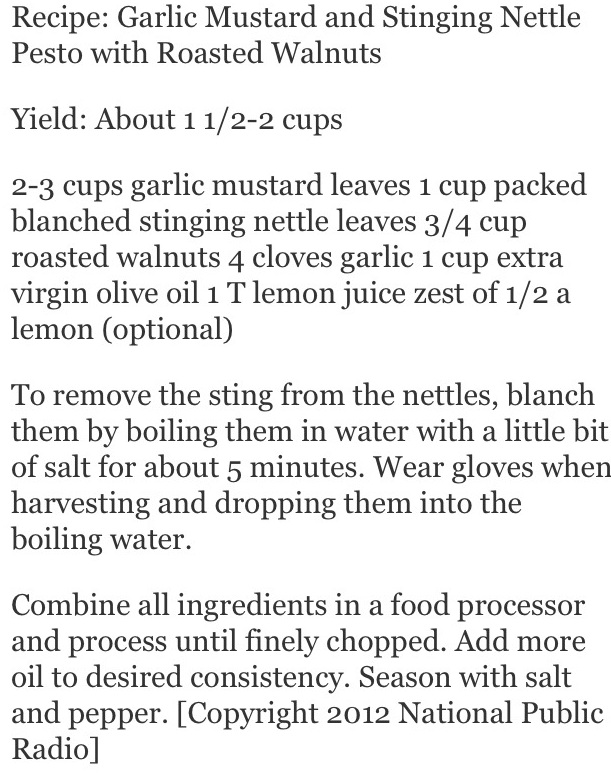 Things I Do & Know Garlic Mustard & Stinging Nettle Pesto