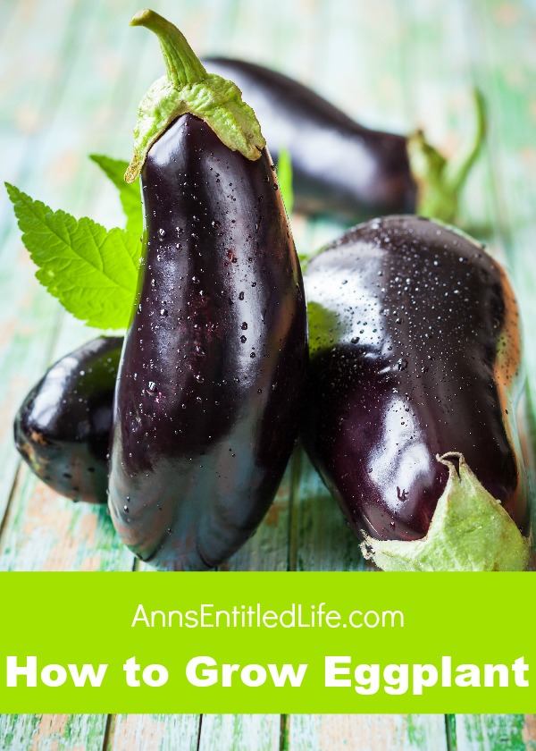 Tips On How to Grow Eggplant, Aubergine, Brinjal Everything About Garden