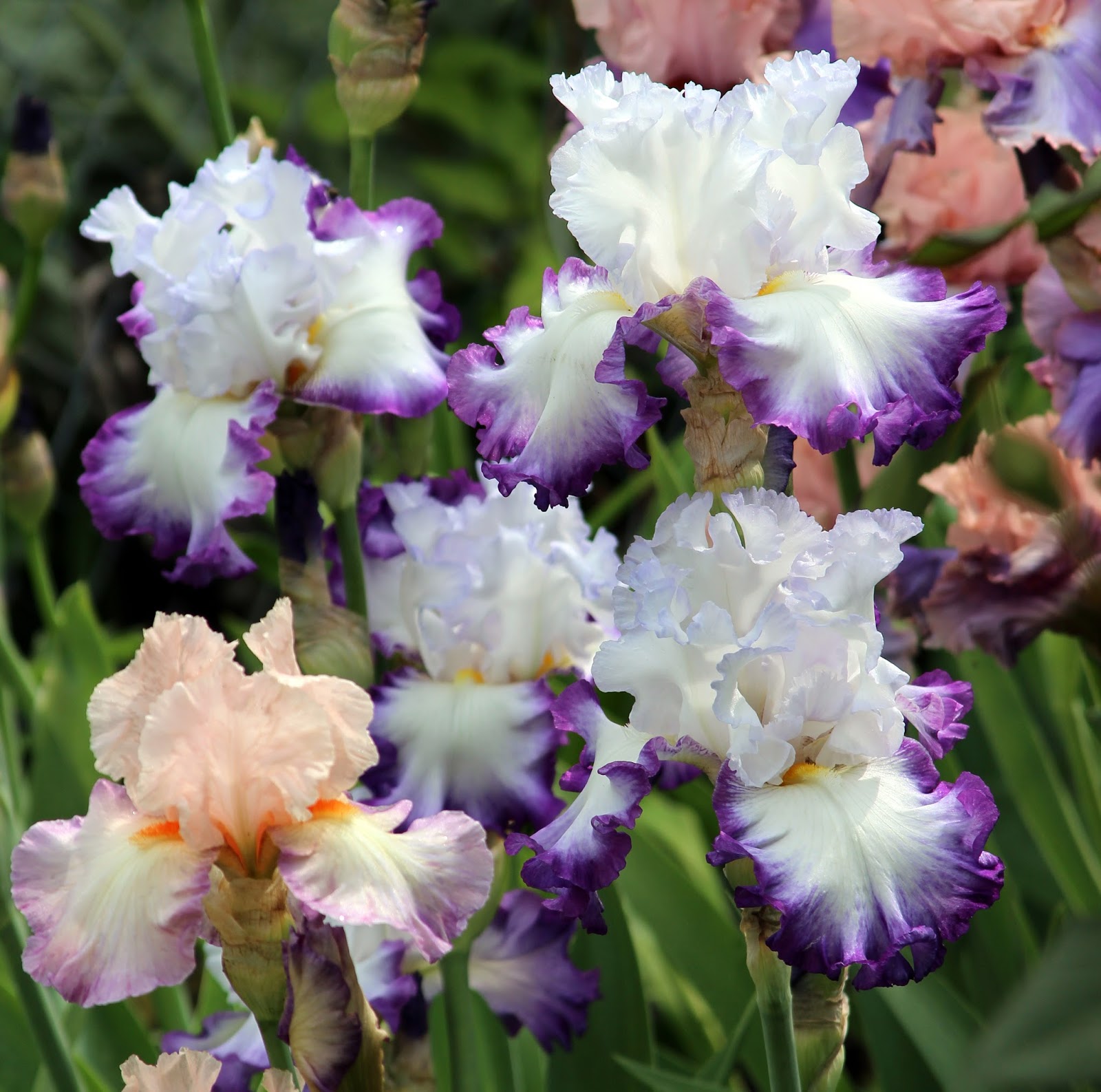 World of Irises: 