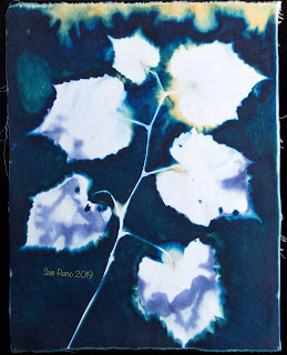 Wet cyanotype -Sue Reno_Image 651