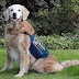 ►golden retriever, morre, " Bretagne", que participou dos resgates no World Trade Center...