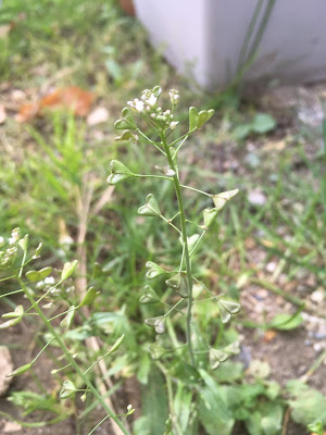 bourses à pasteur capsella bursa-pastoris