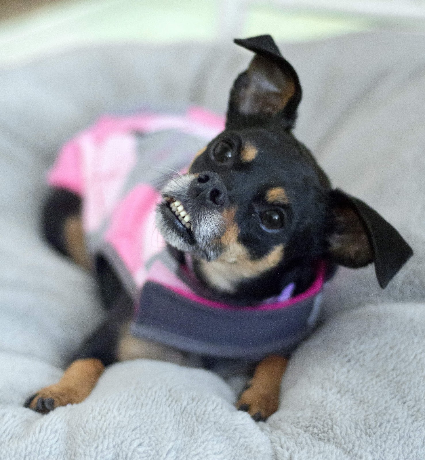 Medical Treatment of Rescue Dogs Good Karma Standards