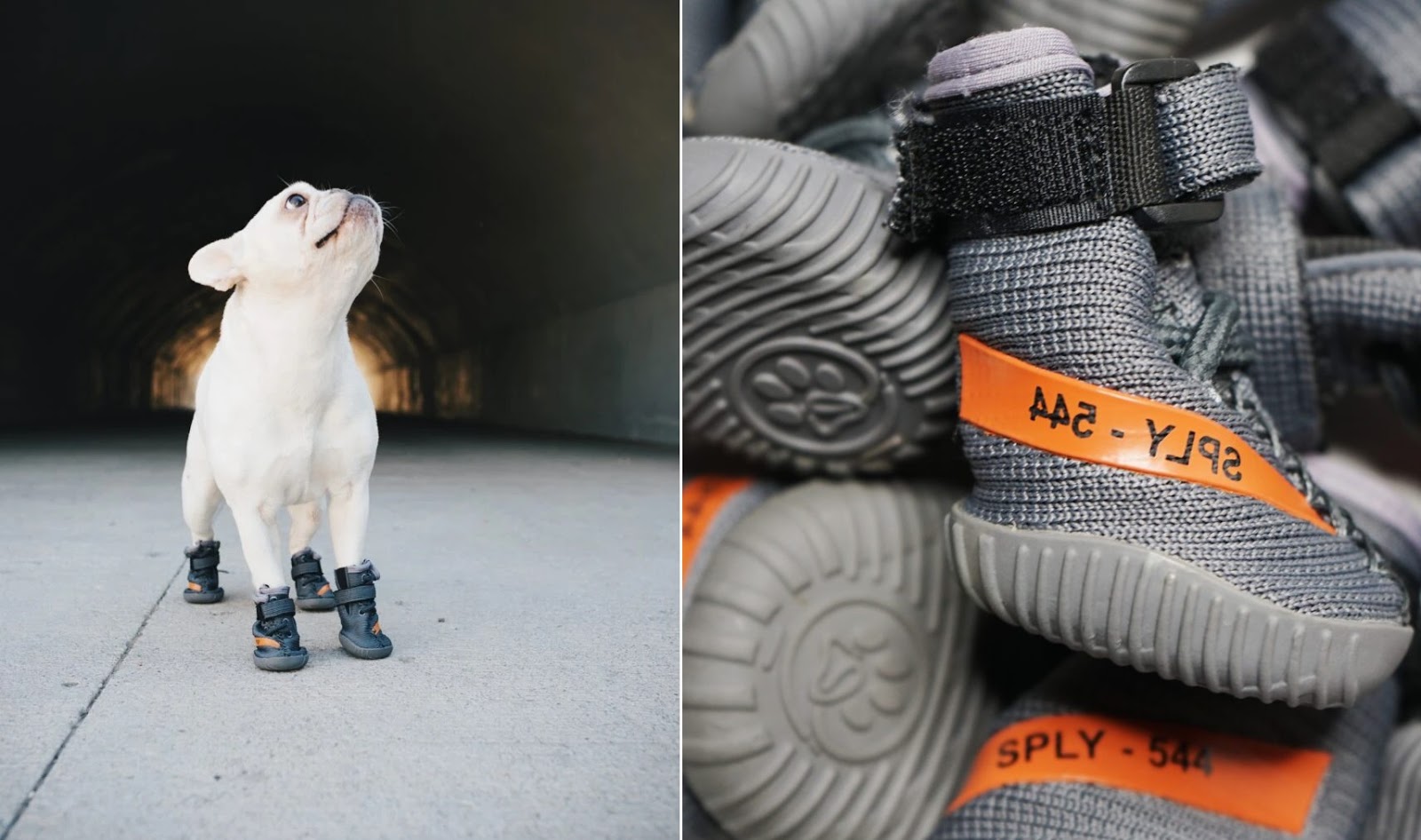 Yeezy para perros Clearance