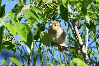 Pardal comú (Passer domesticus)