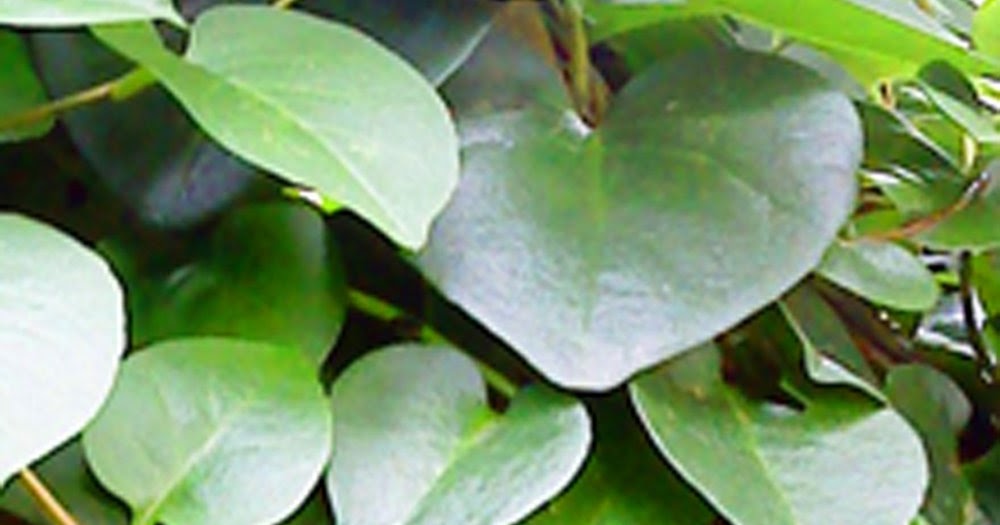 Cara Mengolah Daun Binahong Sebagai Obat