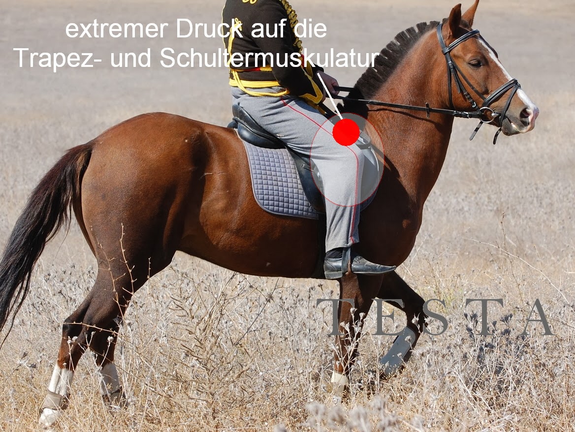 Mein Pferd stolpert Gründe für das Stolpern und dessen ProblemLösung.