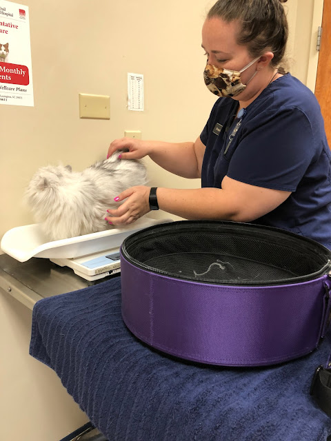Veterinary Assistant weighing a silver Persian Cat in a scale beside a Sleepypod Mobile Pet Bed