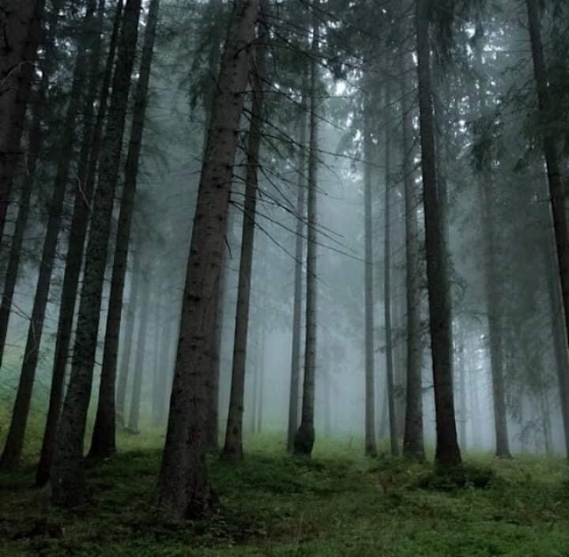 රන් සෙම්බුවක් මතු වූ - සෙම්බුවත්ත 🌲🏺🌱 (Sembuwatta Lake 🍀) - Your Choice Way