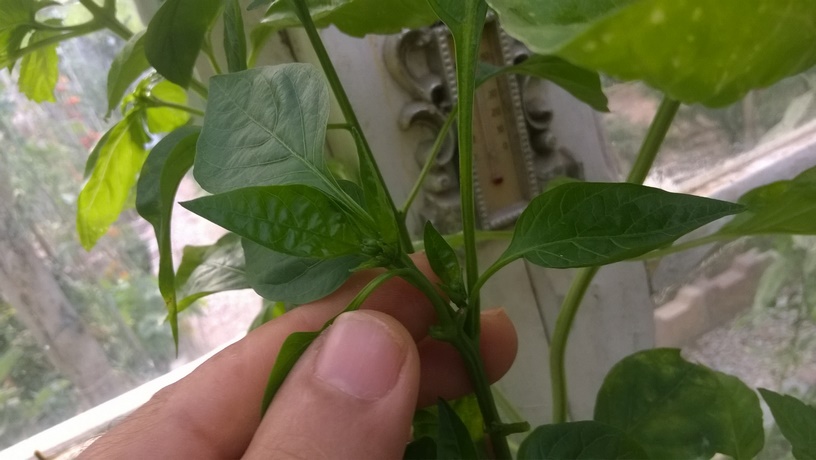 Various reasons are presented as to why pruning peppers may be needed. One of them is helping the plants develop sturdier stems. On the other hand, homeowners want to make or force a bushier pepper plant with more side shoots.