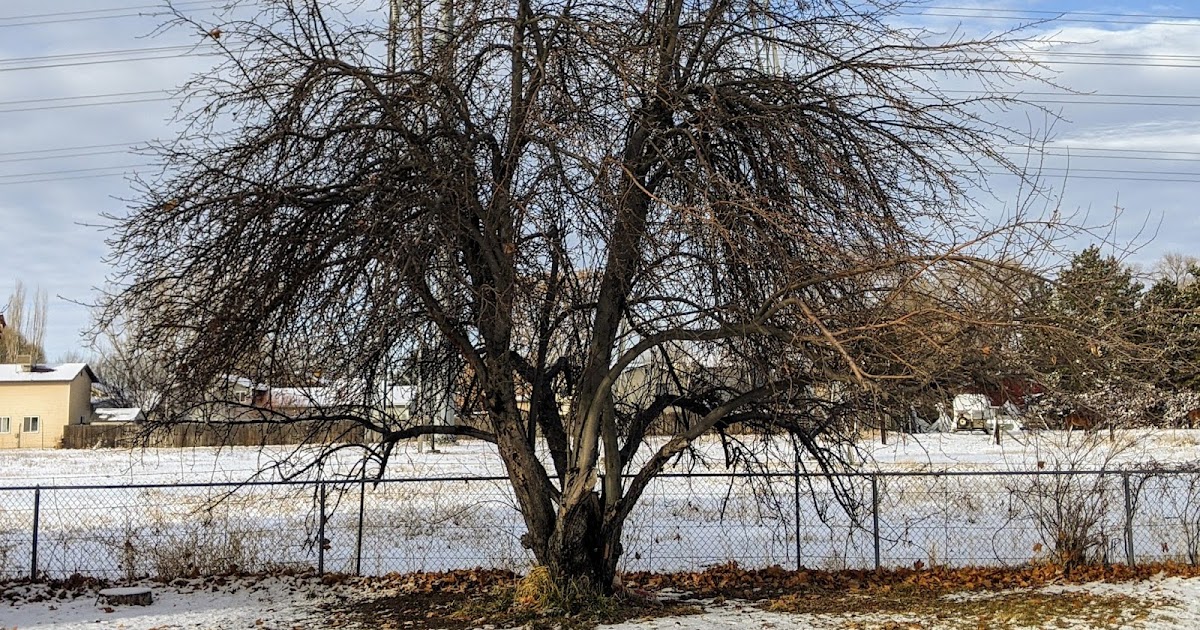 Fruit Tree Pruning at Its Best Lesson 8 Corrective Pruning
