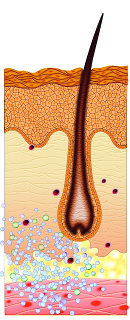 ما هى التنيا الملونة؟ ما هى التنيا الملونة؟