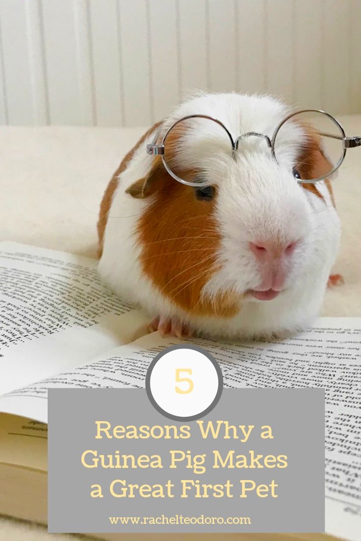 5 Reasons Why Guinea Pigs Make a Great First Pet