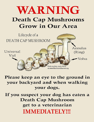 mushroom death cap amanita toxicity treatment warning mushrooms poisonous poison wild identify poster safe fall growing bc vet great let