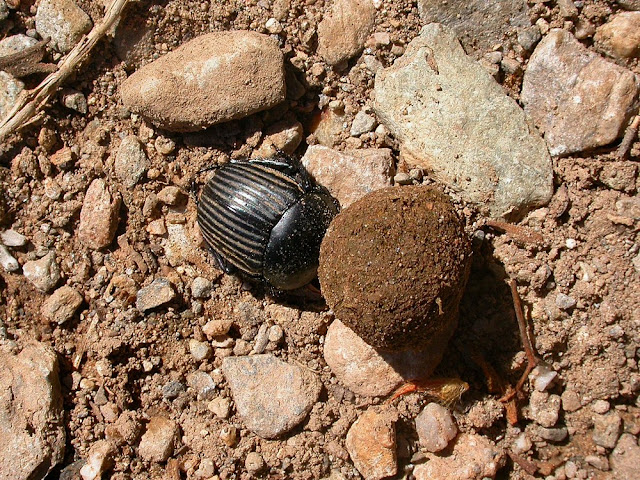 Scarabaeus laticollis Scarabaeus laticollis